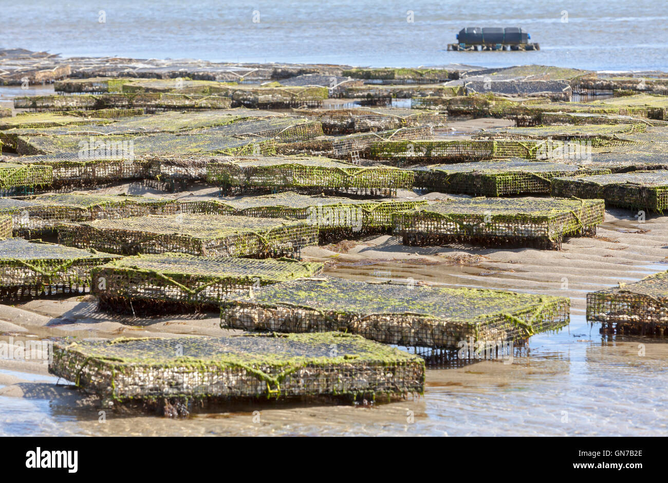 Oyster fishermen farmers growing oysters on their oyster farm in the baskets sitting in ocean water. Stock Photo