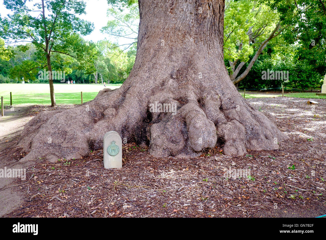 Camphor trees (Cinnamomum camphora) in garden of Vergelegen historic wine estate in Somerset West, Western Cape province of Sout Stock Photo