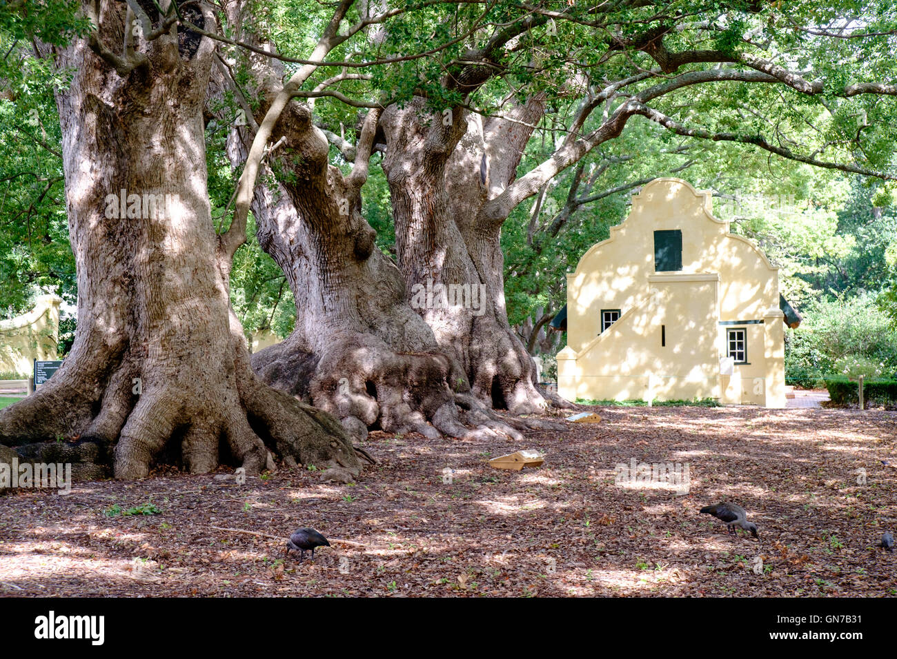 Camphor trees (Cinnamomum camphora) in garden of Vergelegen historic wine estate in Somerset West, Western Cape province of Sout Stock Photo
