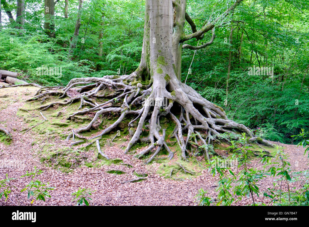 Tree roots in Smithills Hall gardens, Bolton, UK Stock Photo