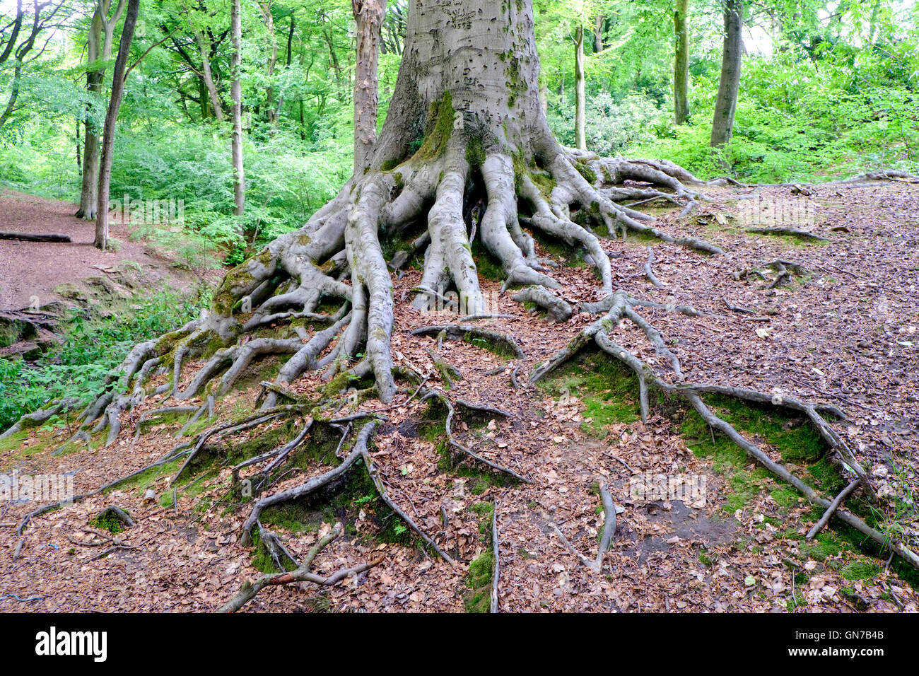 Tree roots in Smithills Hall gardens, Bolton, UK Stock Photo