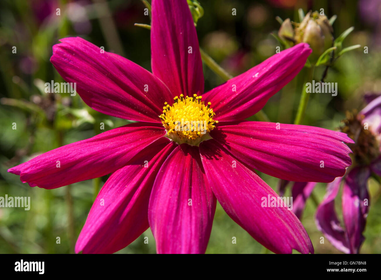 Asteraceae Dahlia. Purple star dahlia closeup. Stock Photo