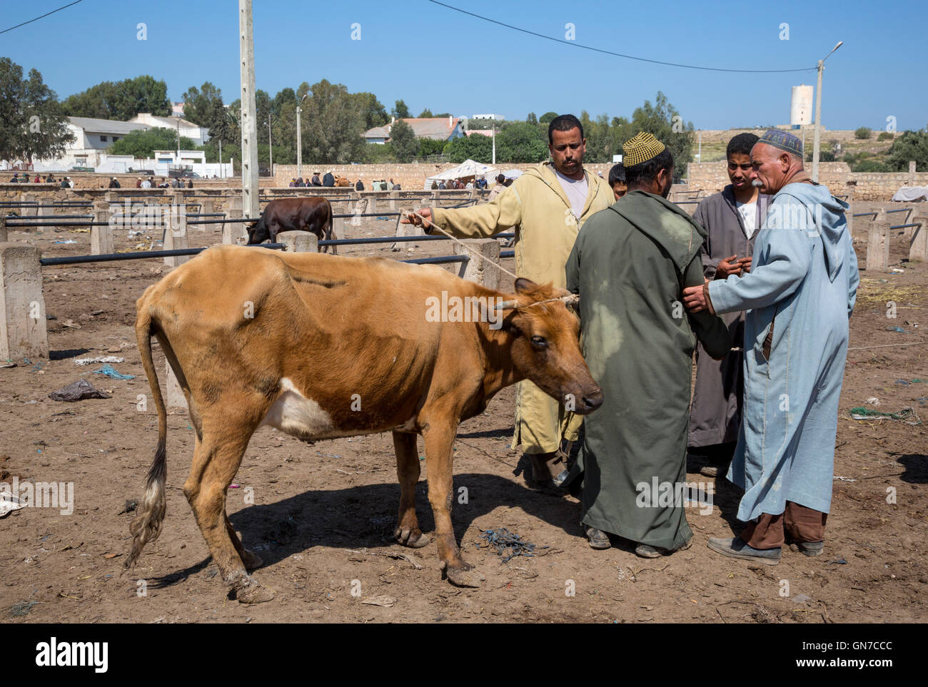 Morocco.  Farmers Discuss the Sale of a Cow.  Had Draa Market, Essaouira Province. Stock Photo