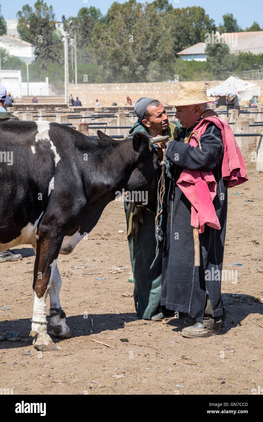 Morocco.  Two Men Discussing the Sale of a Cow.  Had Draa Market, Essaouira Province. Stock Photo