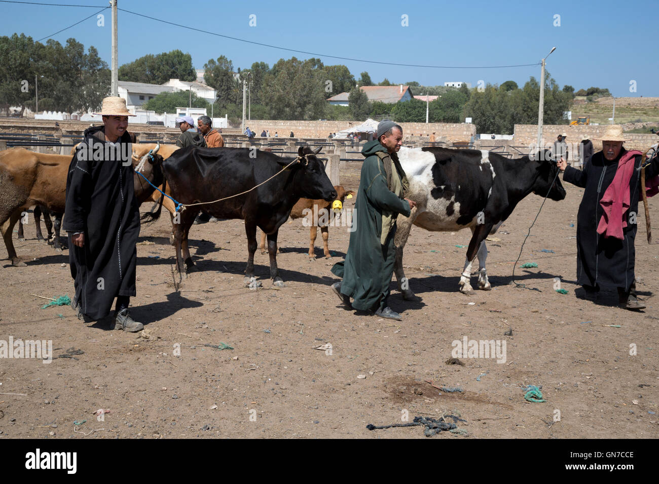 Morocco.  Farmers Bringing Cattle to Market.  Had Draa Market, Essaouira Province. Stock Photo