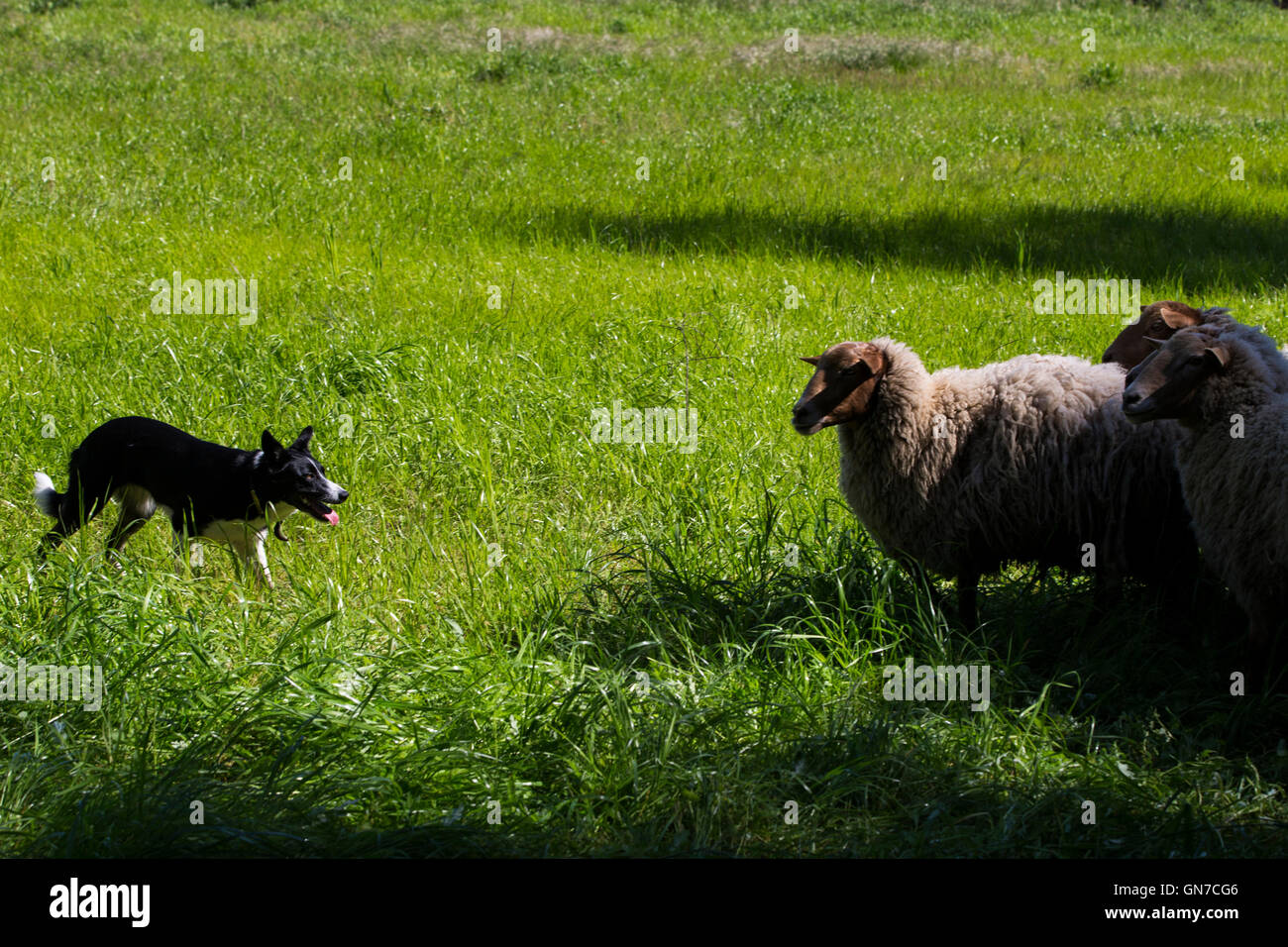 A dog herds sheep, Hidden Villa, Los Altos Hills, California, United States of America Stock Photo