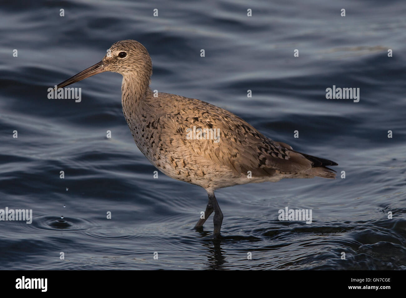 Long-billed Dowitcher (Limnodromus scolopaceus), Shoreline Park, Mountain View, California, United States of America Stock Photo