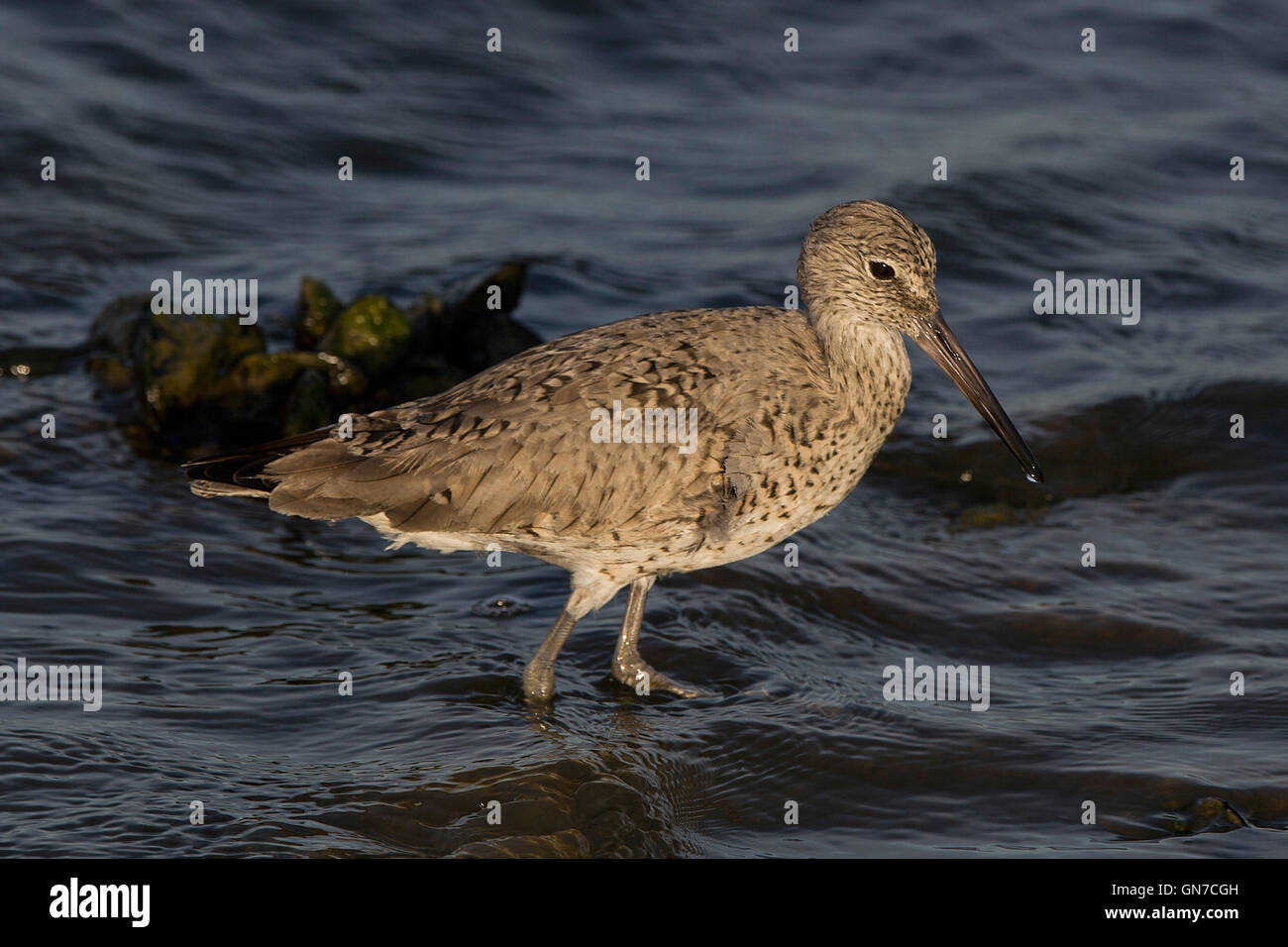 Long-billed Dowitcher (Limnodromus scolopaceus), Shoreline Park, Mountain View, California, United States of America Stock Photo