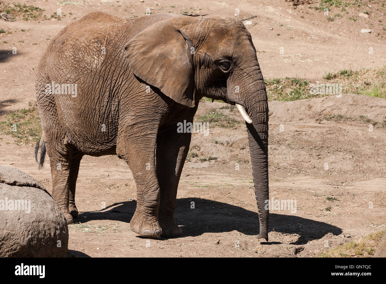 African Elephant (Loxodonta africana), Oakland Zoo, Oakland, California, United States of America Stock Photo