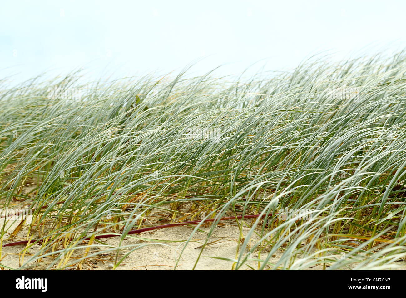 Strandgras Coastal plants of australia hi-res stock photography and images - Alamy