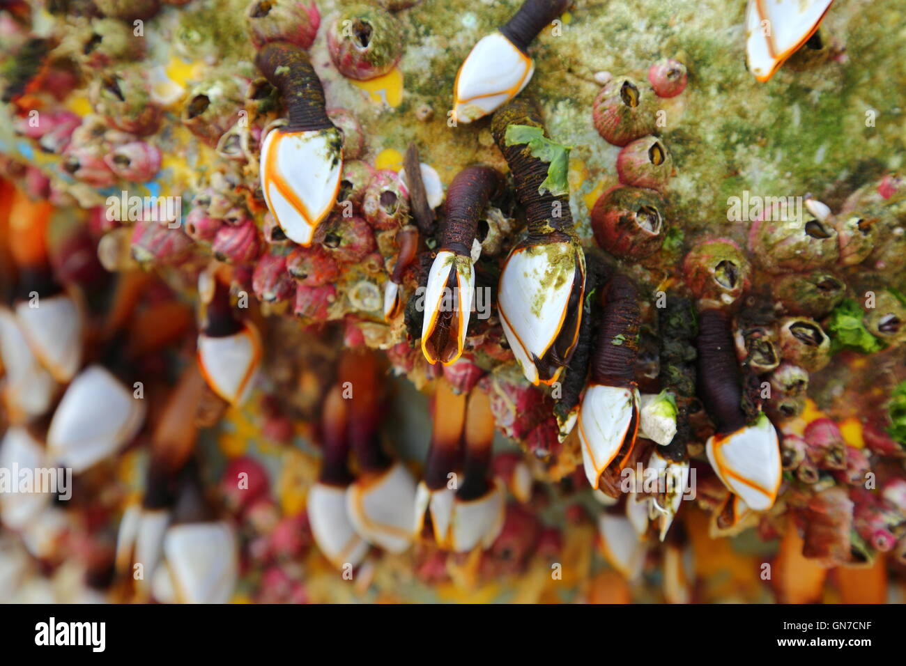 Goose barnacles (order Pedunculata), also called stalked barnacles or gooseneck barnacles, on a washed-up bouy. Stock Photo