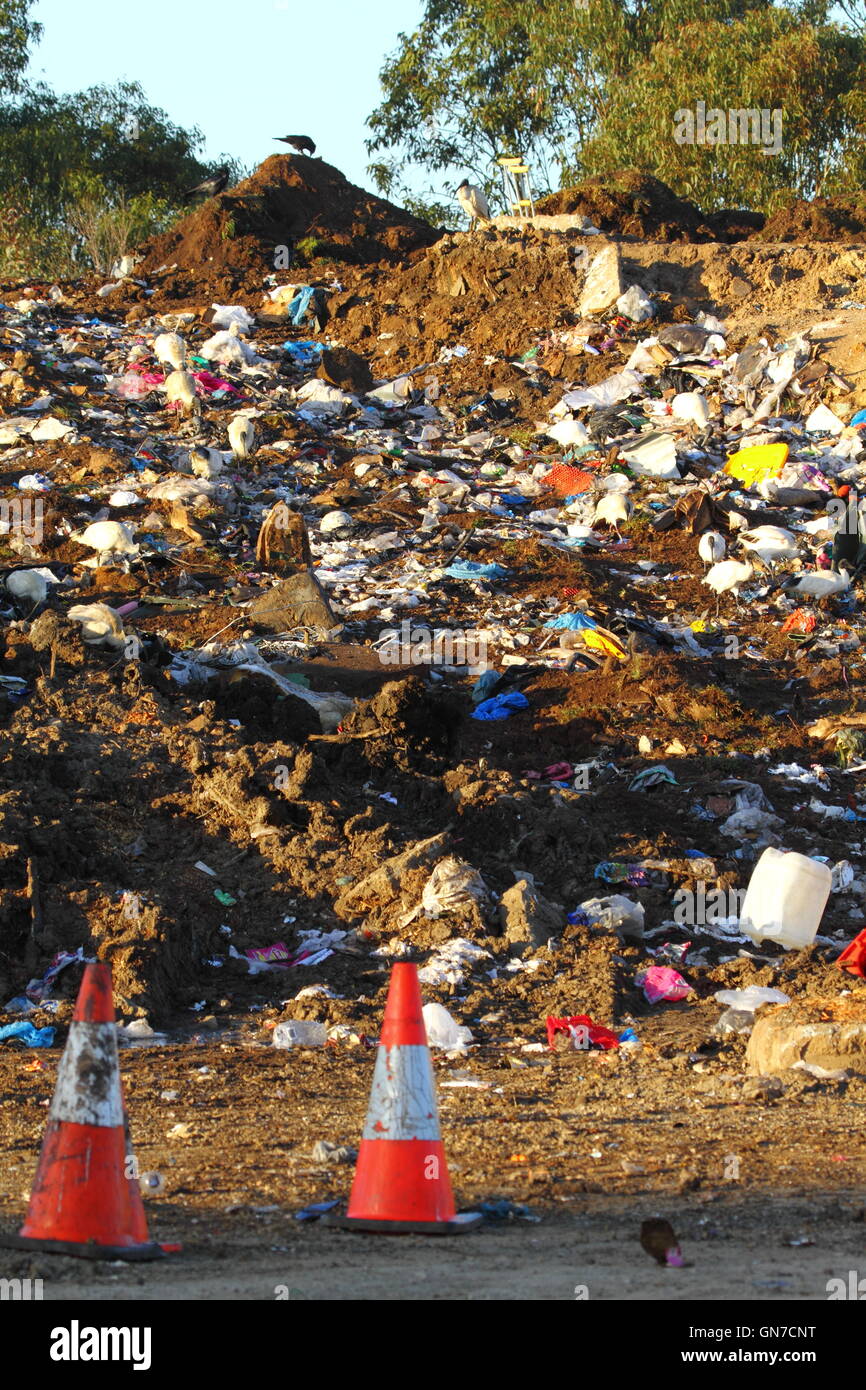 Australian White Ibis birds foraging among trash rubbish at a tip - or waste management facility - in NSW, Australia. Stock Photo