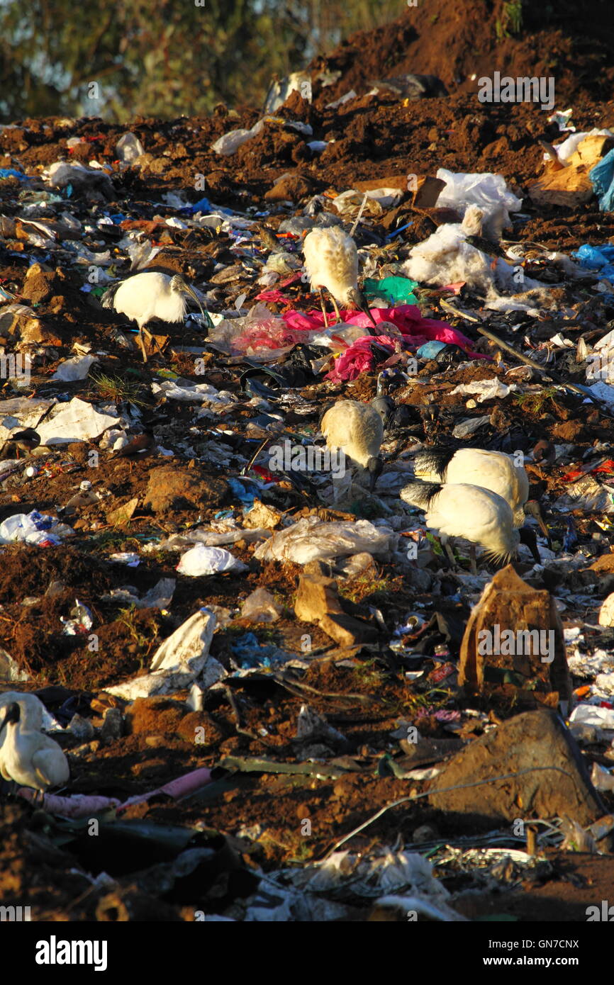 Ibis birds hires stock photography and images Alamy
