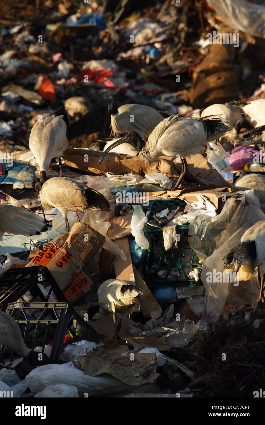 Australian White Ibis birds foraging among trash rubbish at a tip or waste management facility