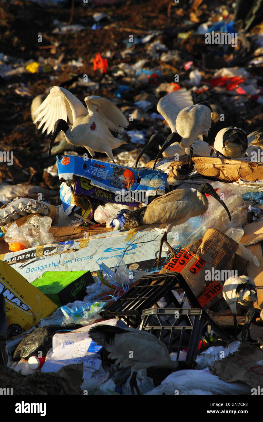 Australian White Ibis birds foraging among trash rubbish at a tip or waste management facility