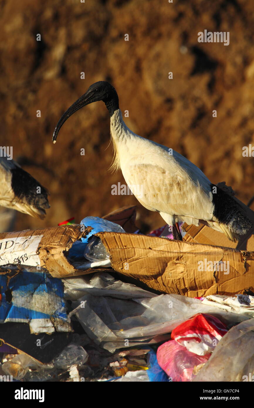 Ibis birds hires stock photography and images Alamy