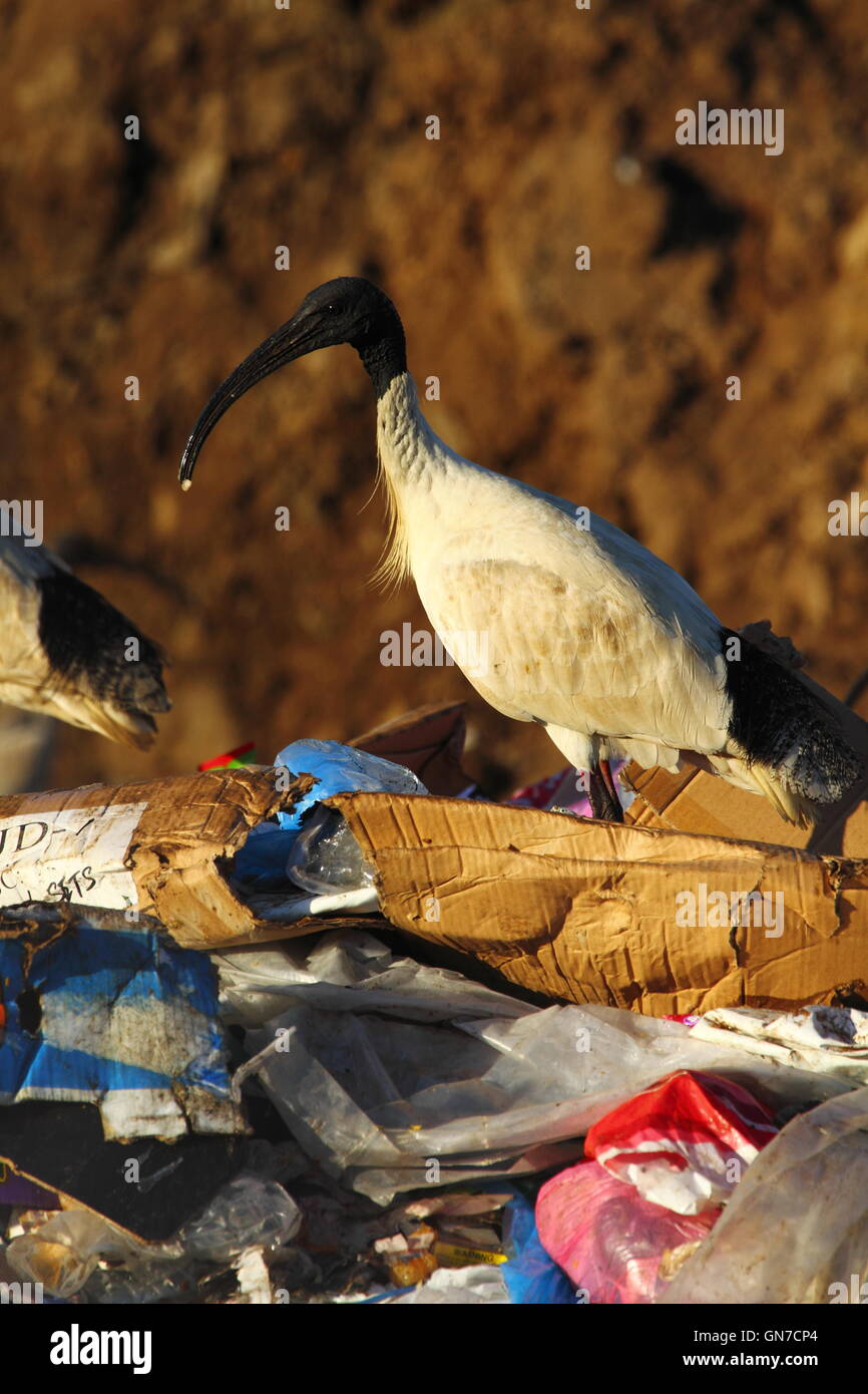 Australian White Ibis birds foraging among trash rubbish at a tip - or waste management facility - in NSW, Australia. Stock Photo