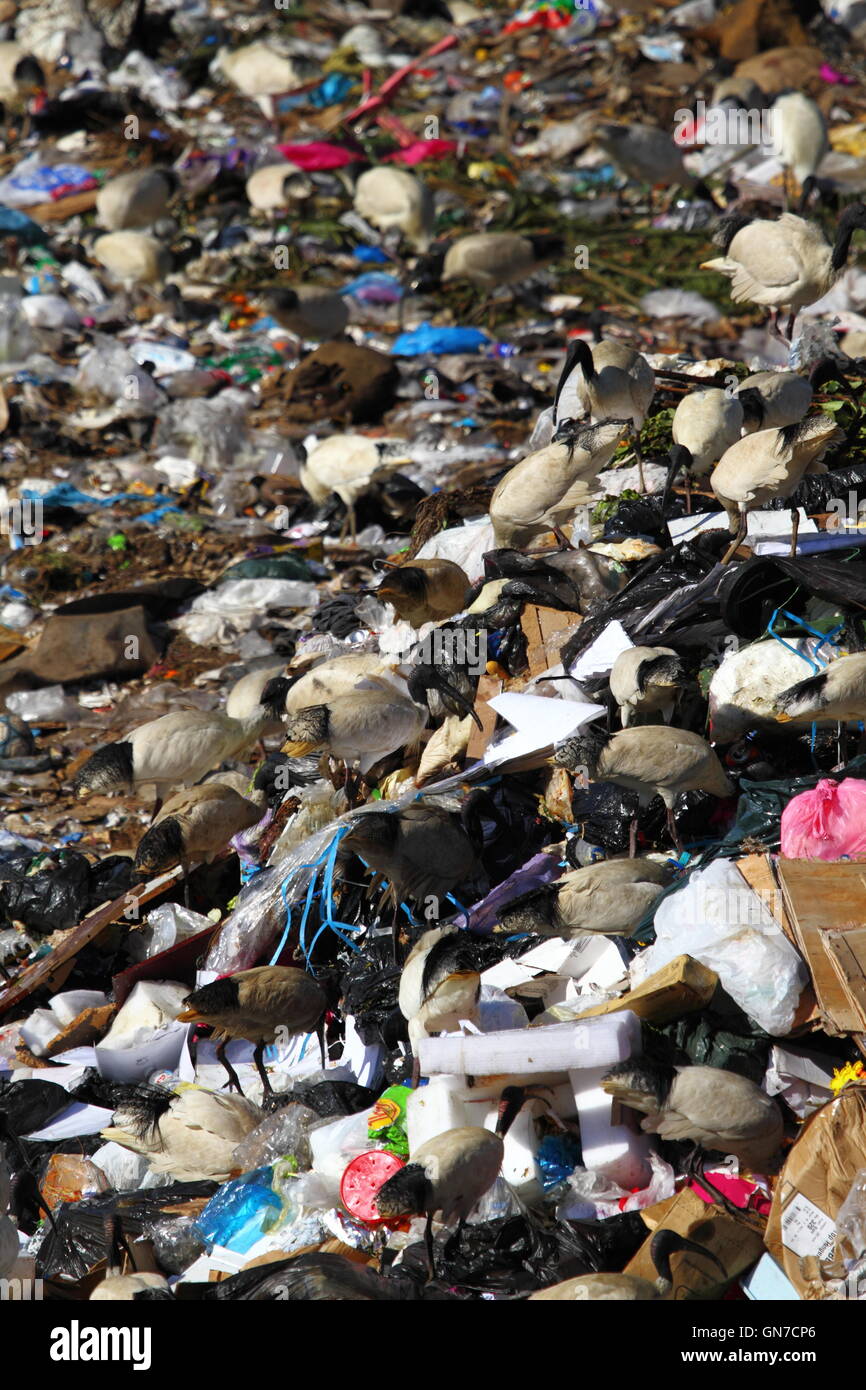 Australian White Ibis birds foraging among trash rubbish at a tip - or waste management facility - in NSW, Australia. Stock Photo