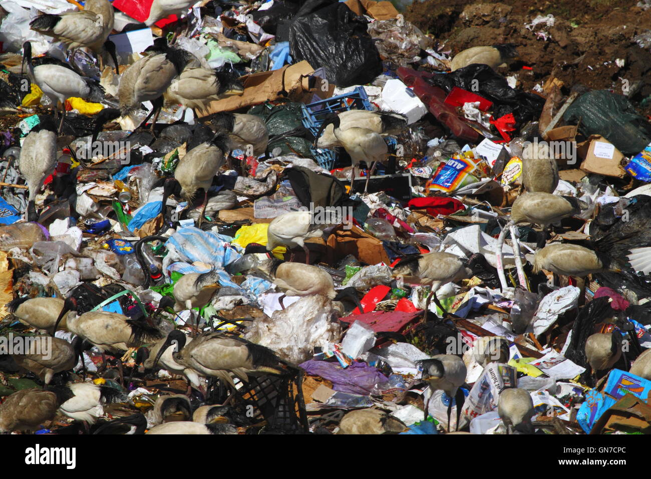 Waste dump birds hires stock photography and images Alamy