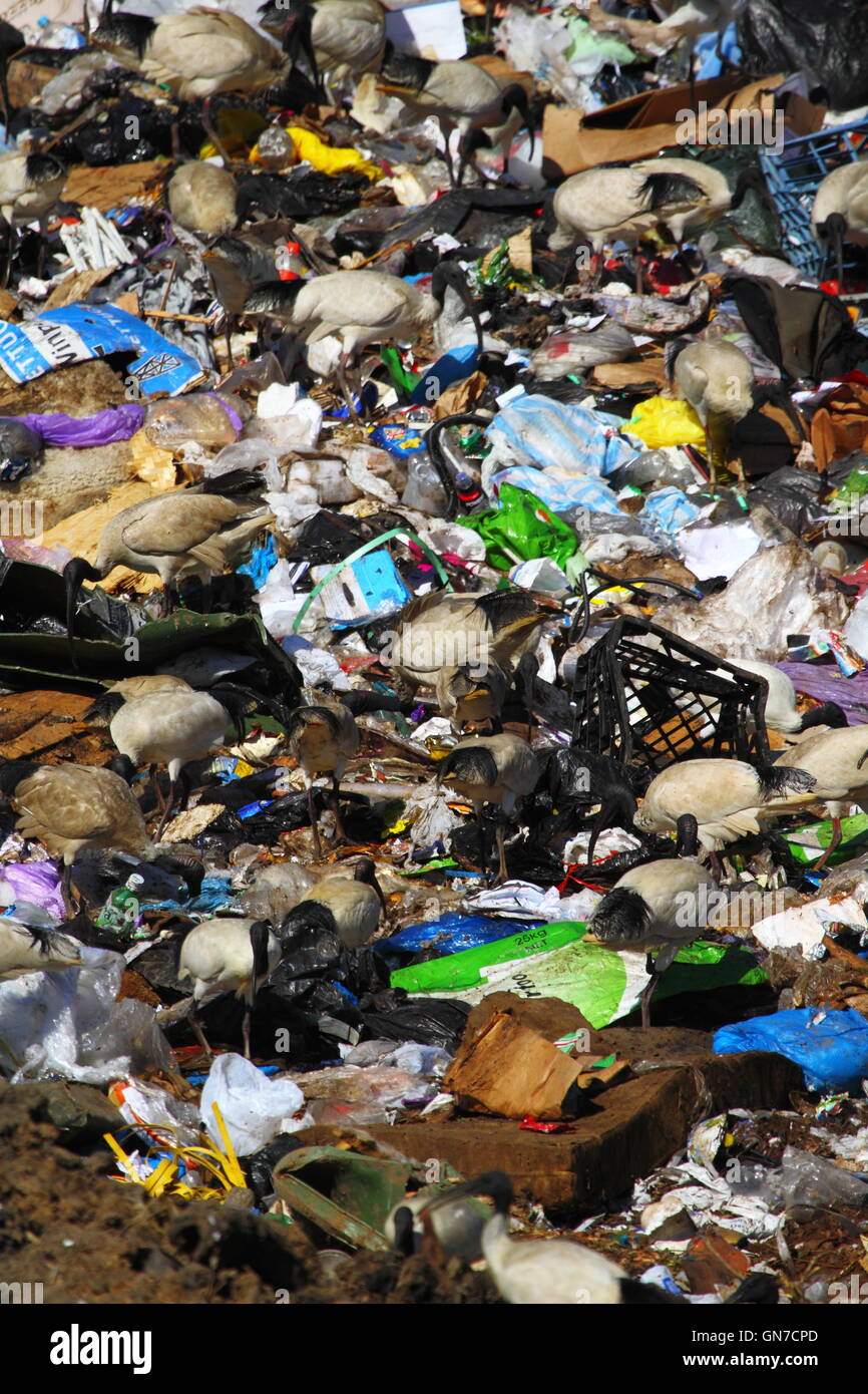 Australian White Ibis birds foraging among trash rubbish at a tip or
