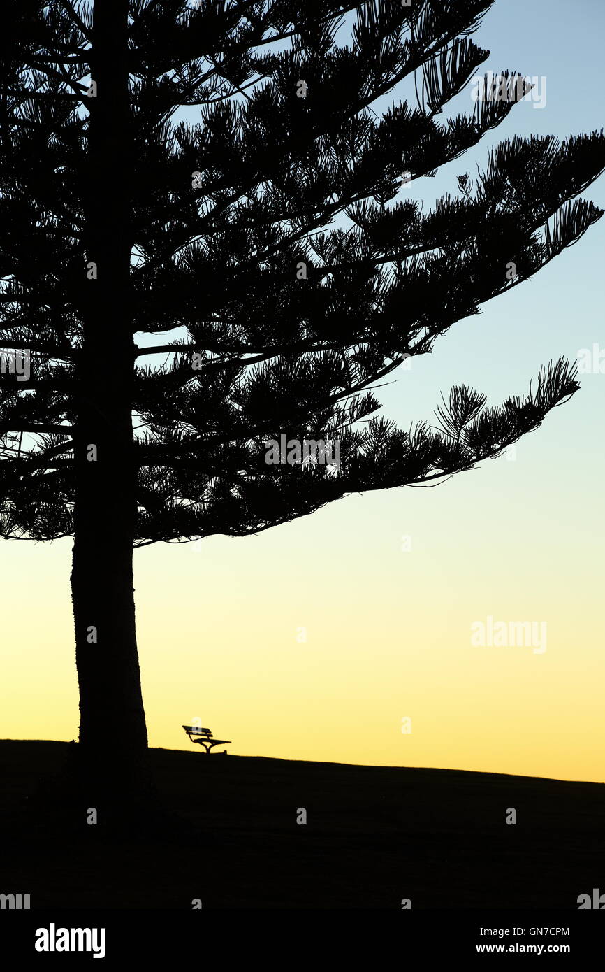 A park bench under pine tree near the Kiama Lighthouse, NSW, Australia. - peaceful dawn. Stock Photo