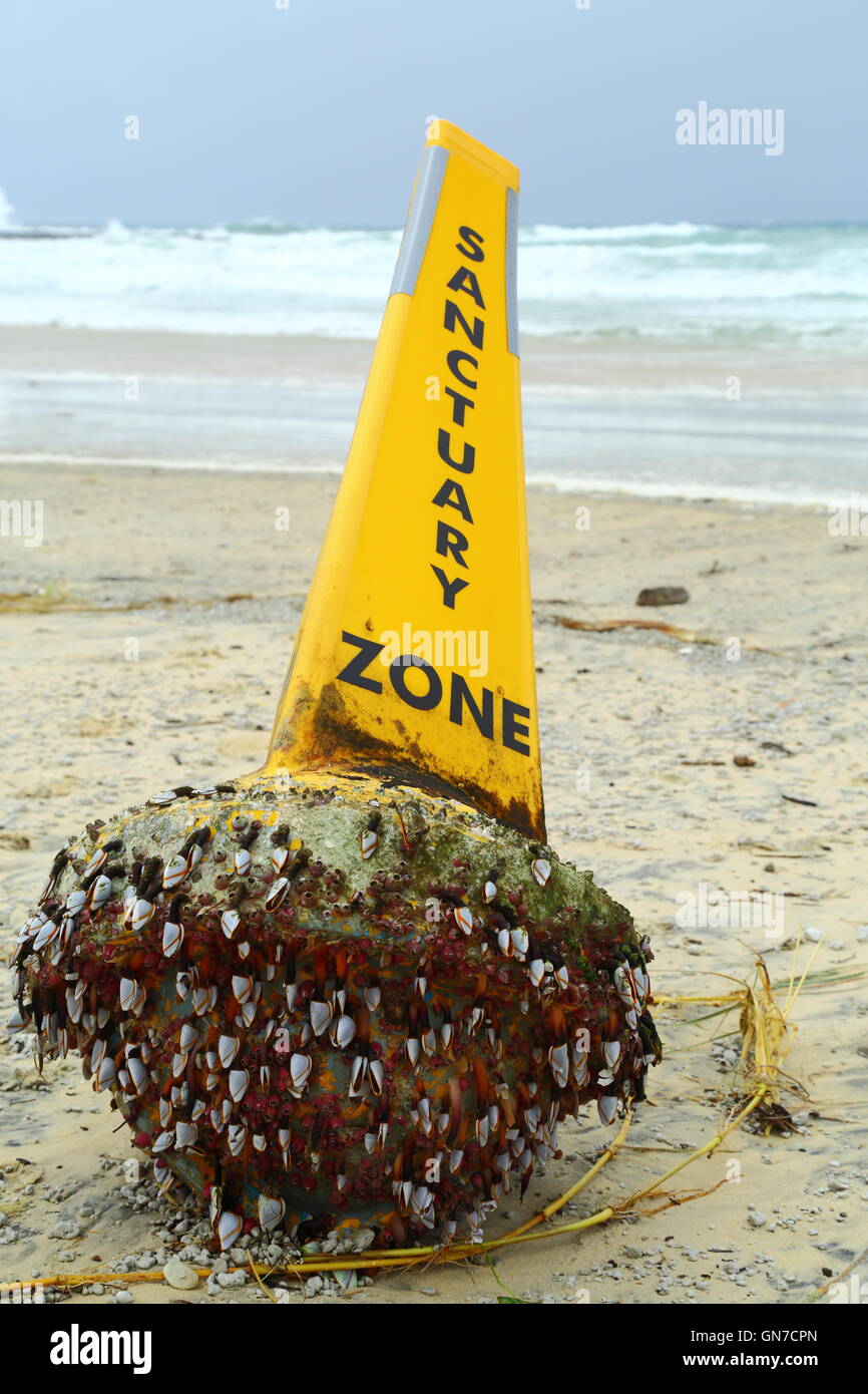 Goose barnacles (order Pedunculata), also called stalked barnacles or gooseneck barnacles, on a washed-up bouy. Stock Photo