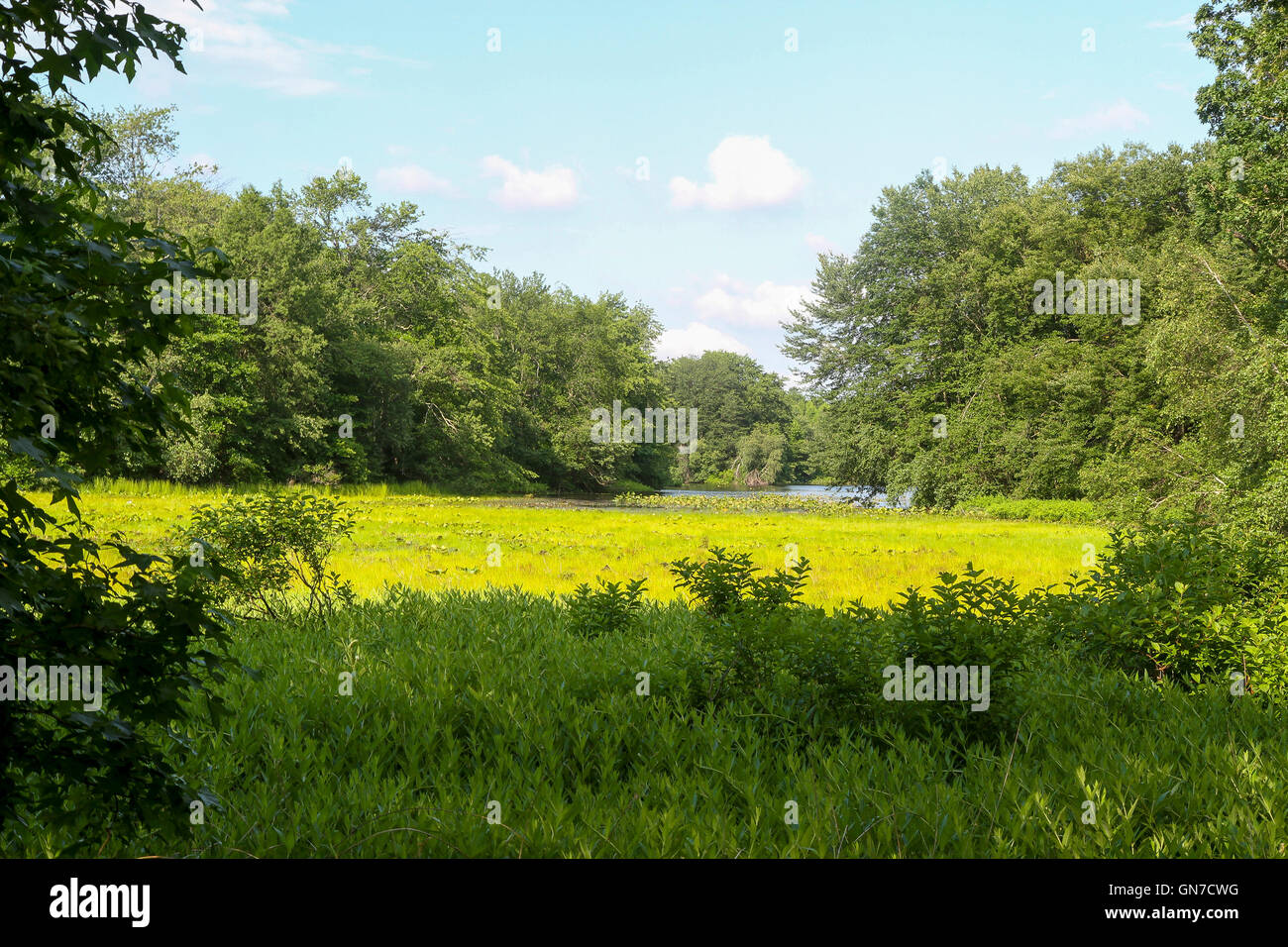 Turkey Swamp Park, Freehold, New Jersey Stock Photo