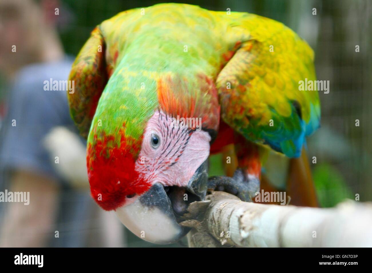 A Hybrid Scarlet Macaw in Costa Rica Stock Photo