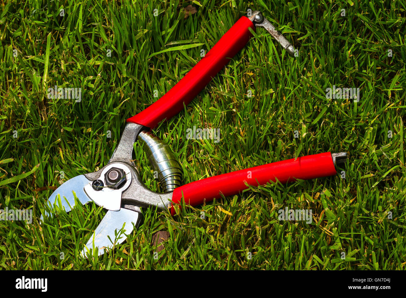 professional garden secateurs on a grass background Stock Photo