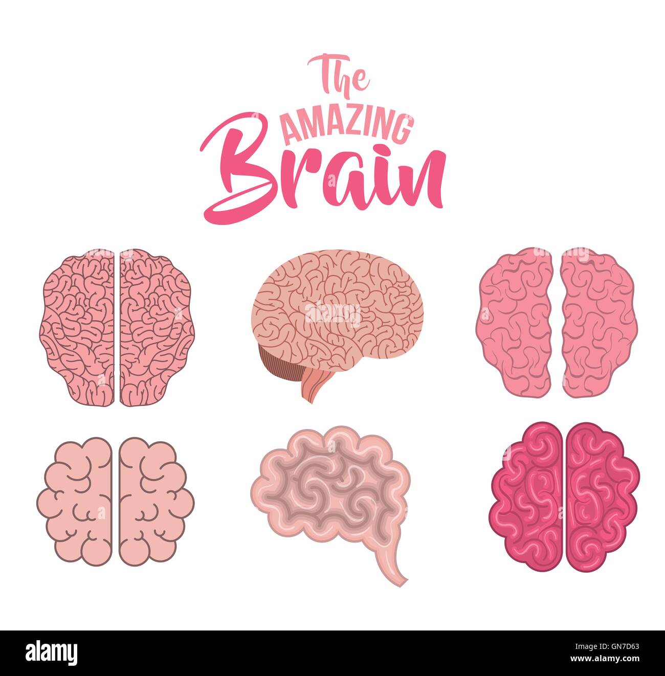 Human brains isolated on Stock Vector Images - Alamy
