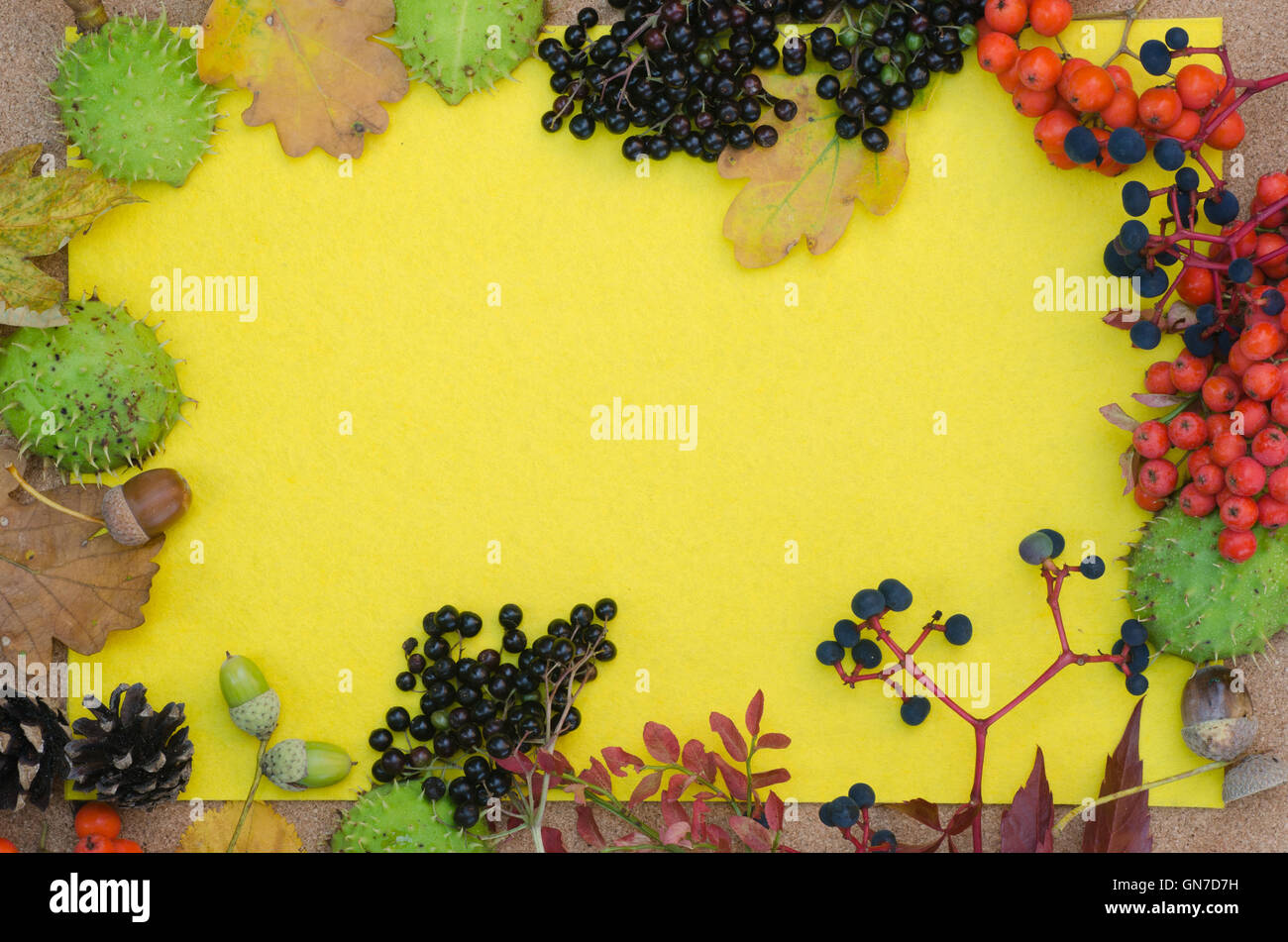 border made of multicolored fall plants Stock Photo