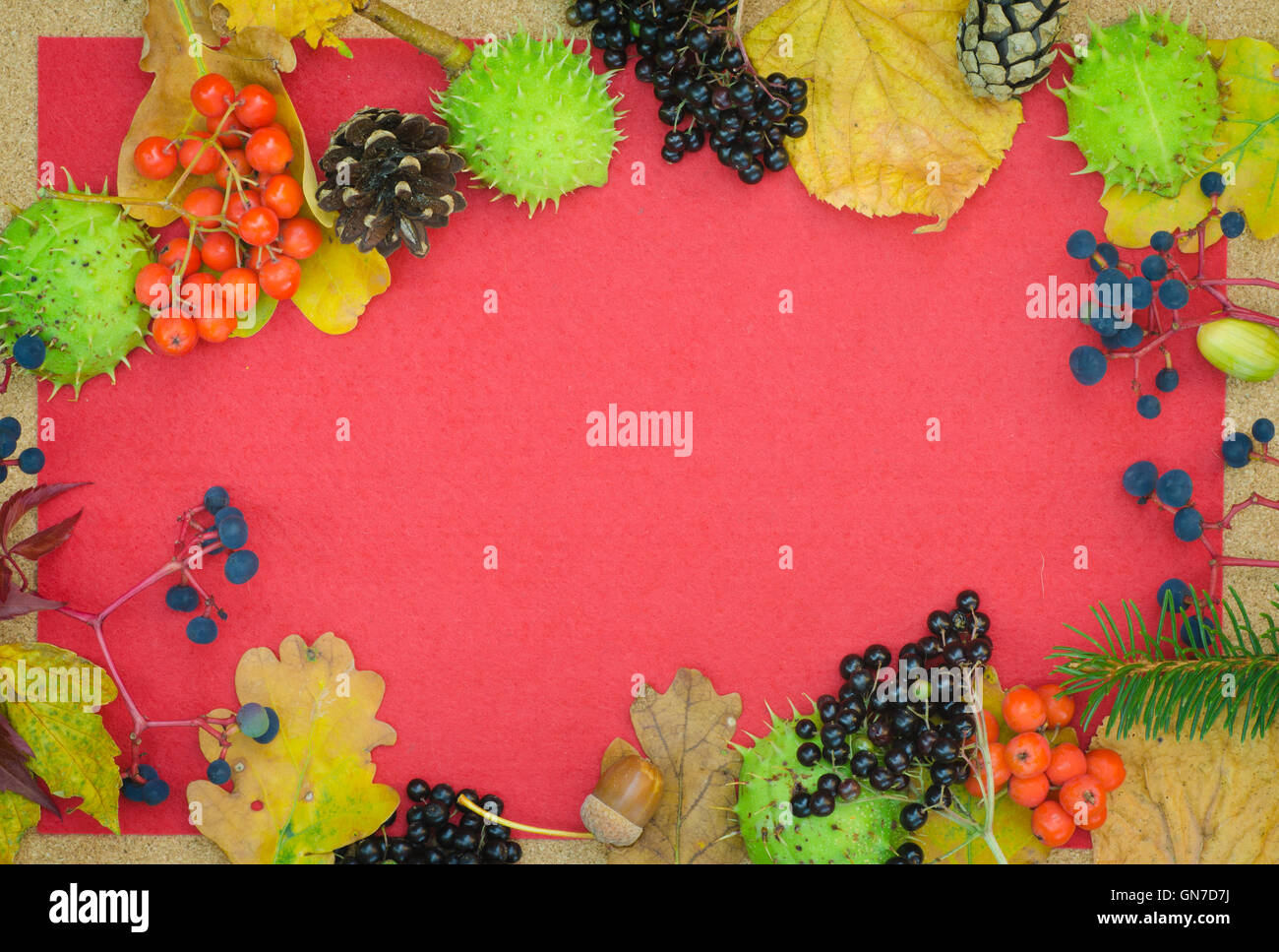 border made of multicolored fall plants Stock Photo