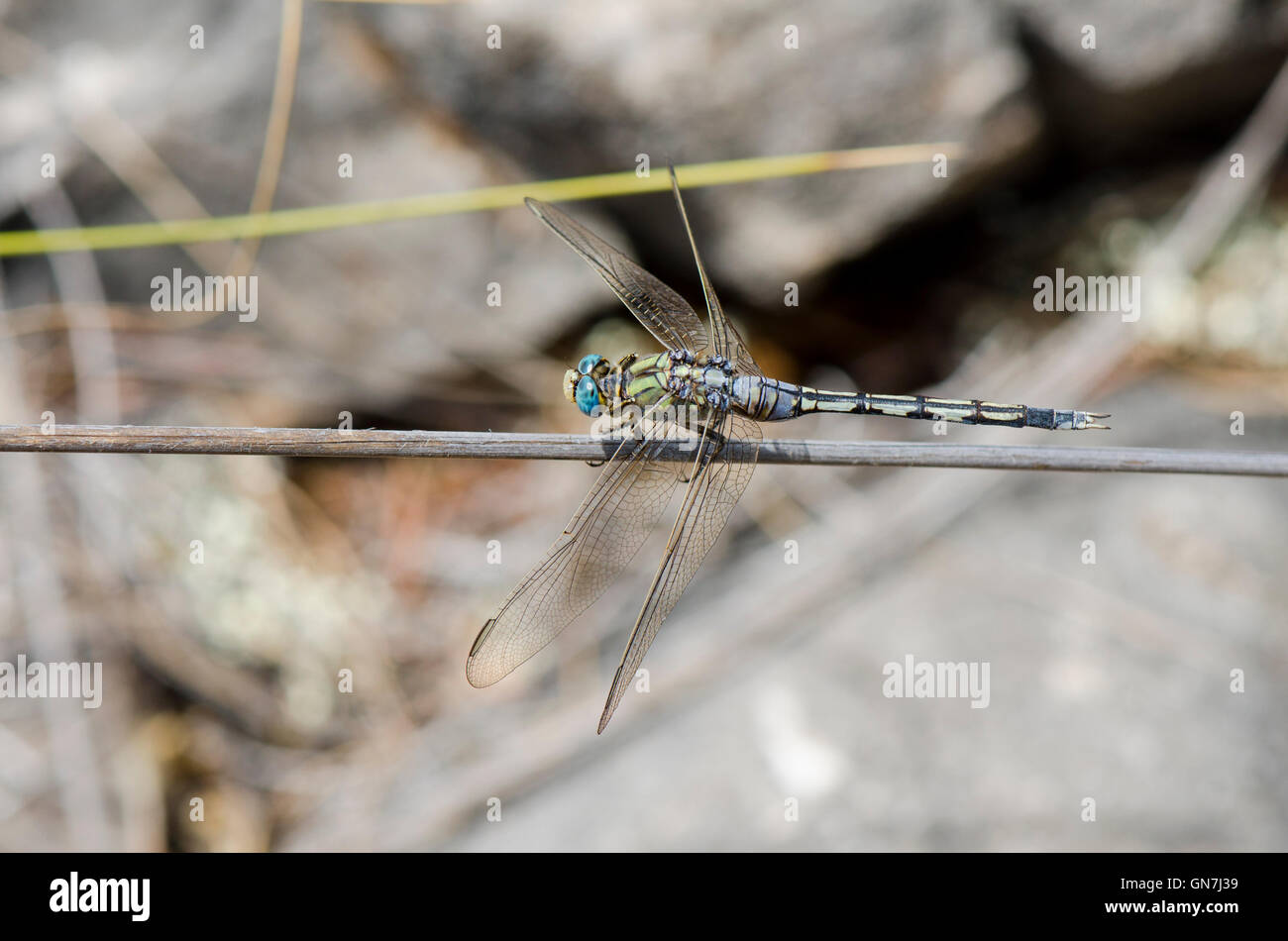 Emperor dragonfly, Anax imperator dragonfly, Andalusia, Spain. Stock Photo
