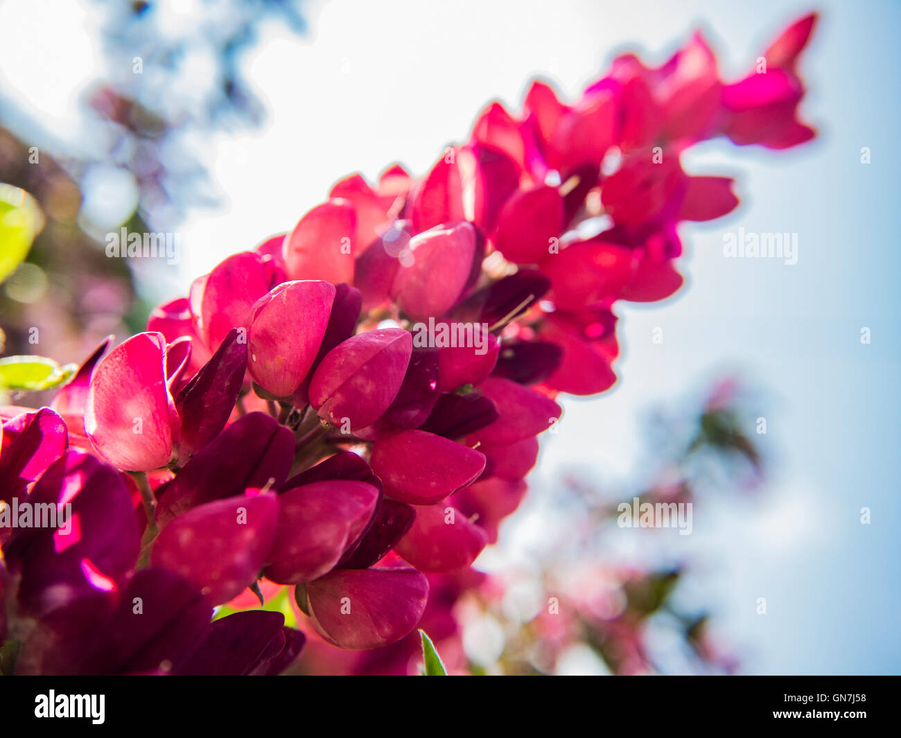 Lupin petals hires stock photography and images Alamy