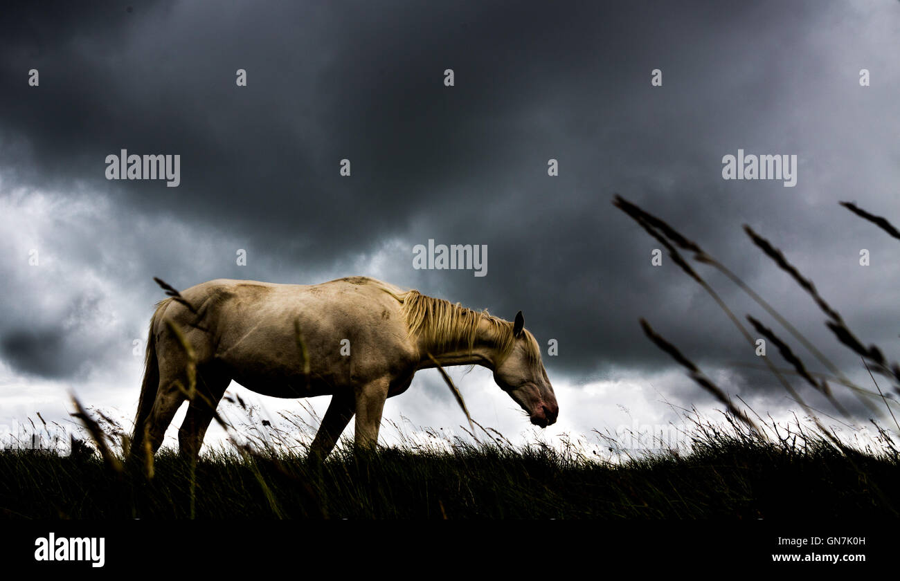 White pony on Brendon Common, Exmoor, UK Stock Photo