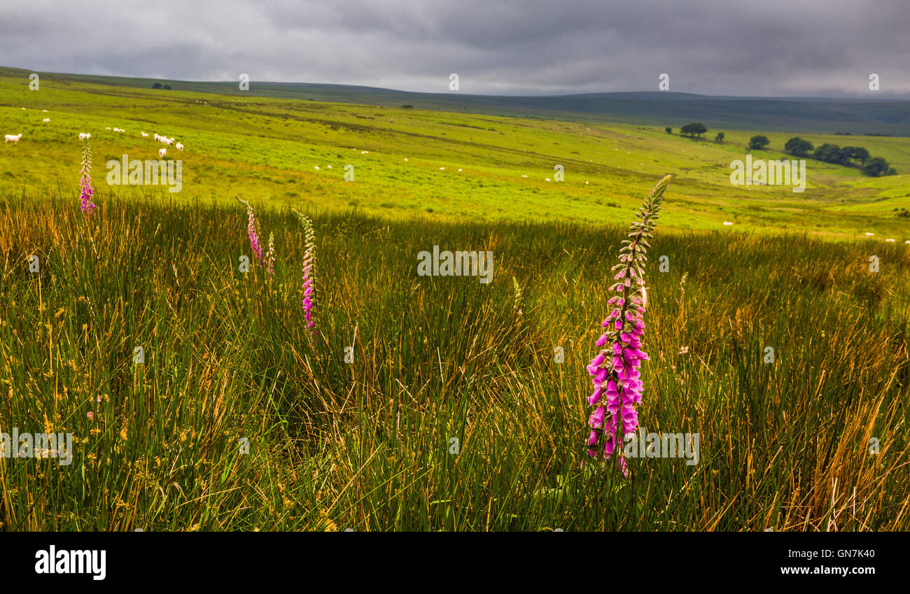 Moorland near Alderman's Barrow, Exmoor, UK Stock Photo