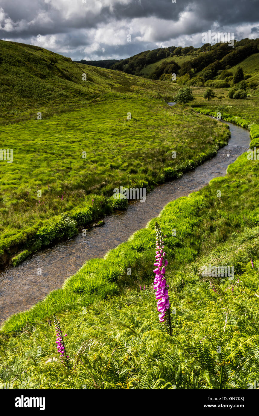 River Barle looking back down the valley toward Simonsbath, Exmoor ...