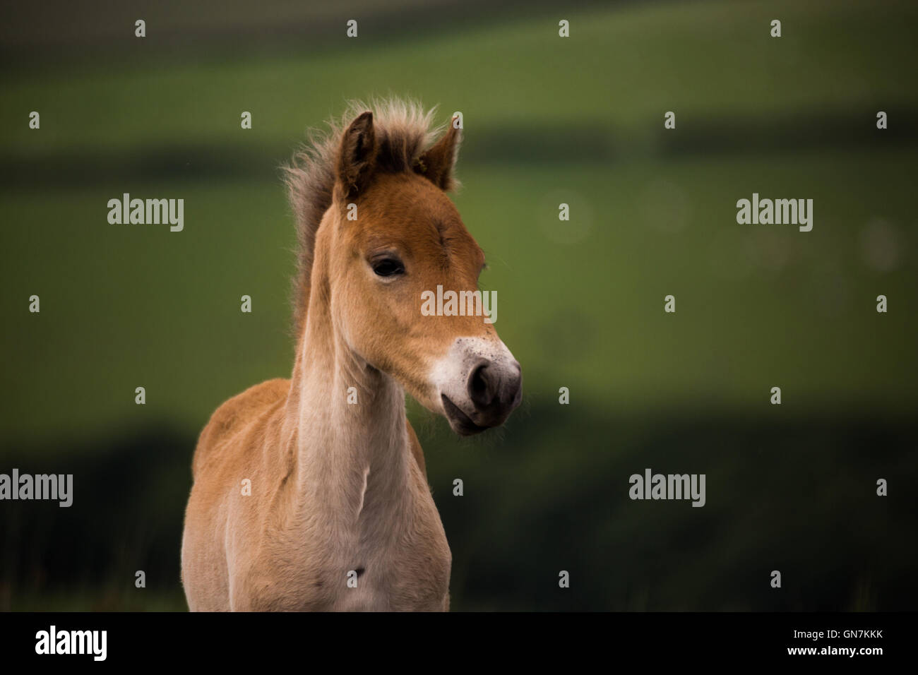Exmoor pony foal, Exmoor, UK Stock Photo Alamy