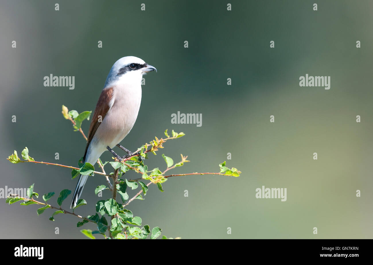 male Red-backed Shrike (Lanius collurio) on a bush top in Kruger National Park Stock Photo