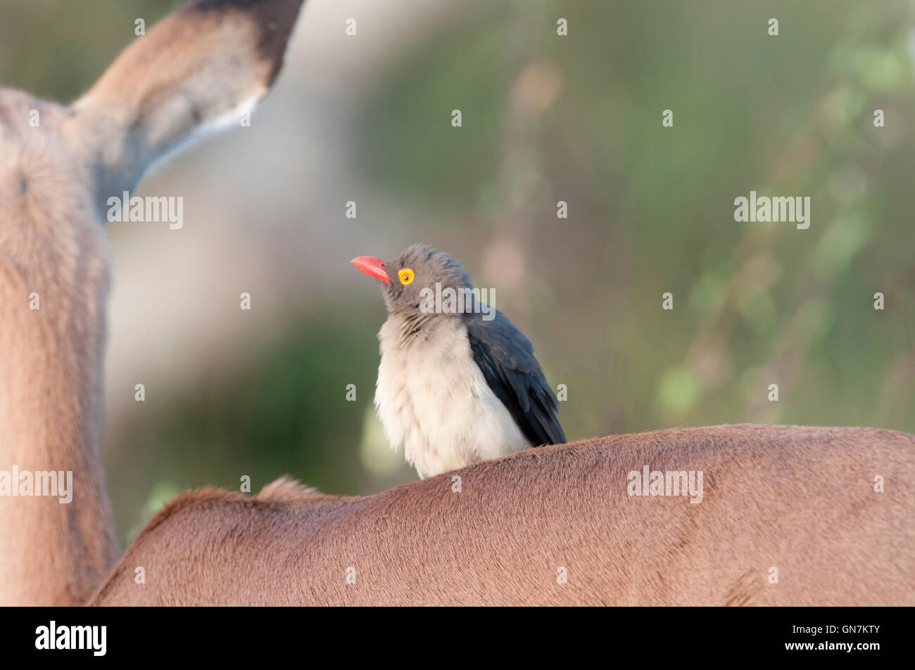 Red-billed Oxpecker (Buphagus erythrorhynchus) on the back of an Impala Stock Photo