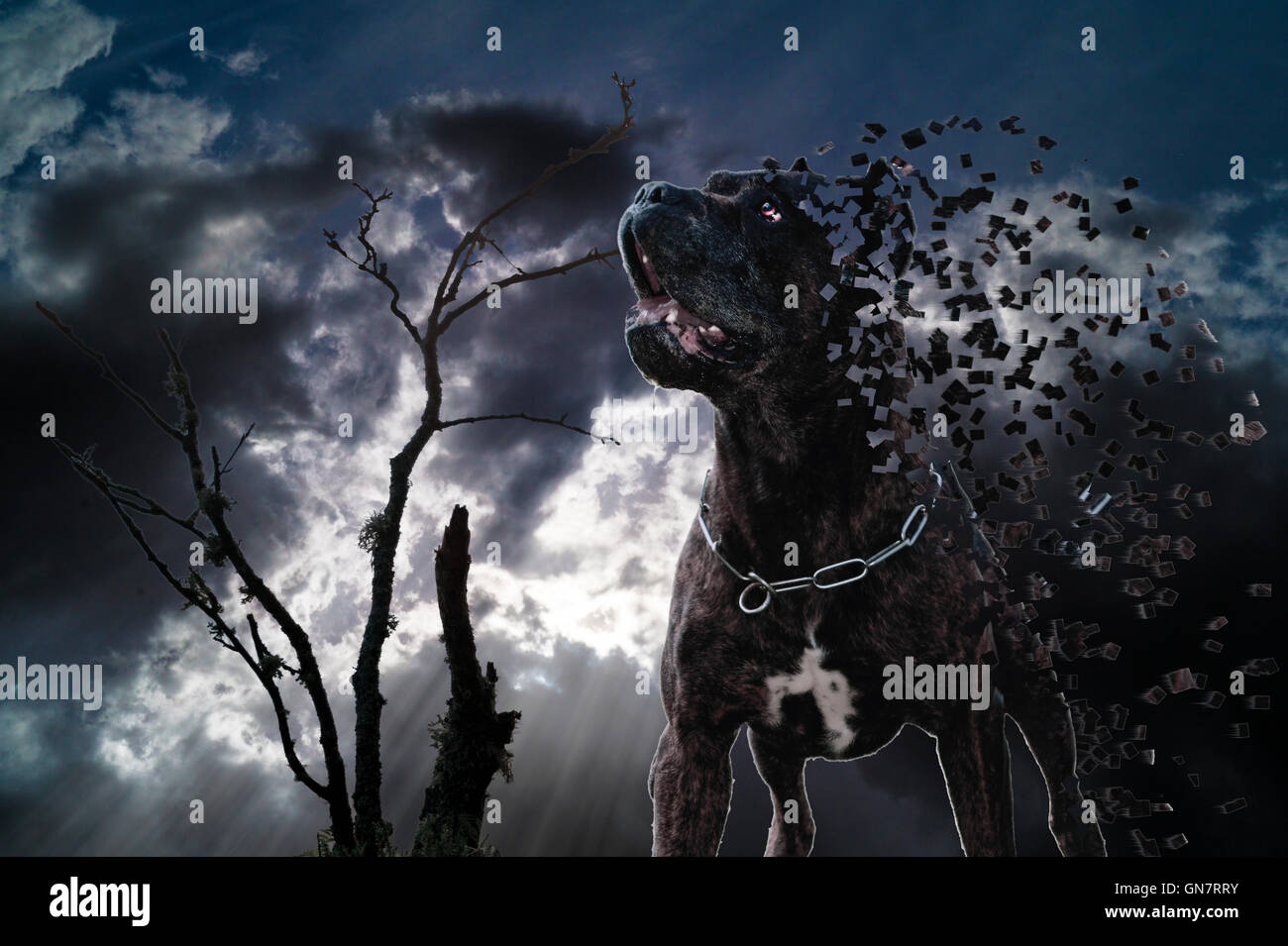 Disintegration of dog Stock Photo - Alamy