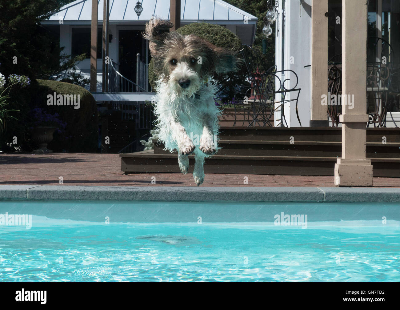 Dog in mid air jumping into pool Stock Photo Alamy