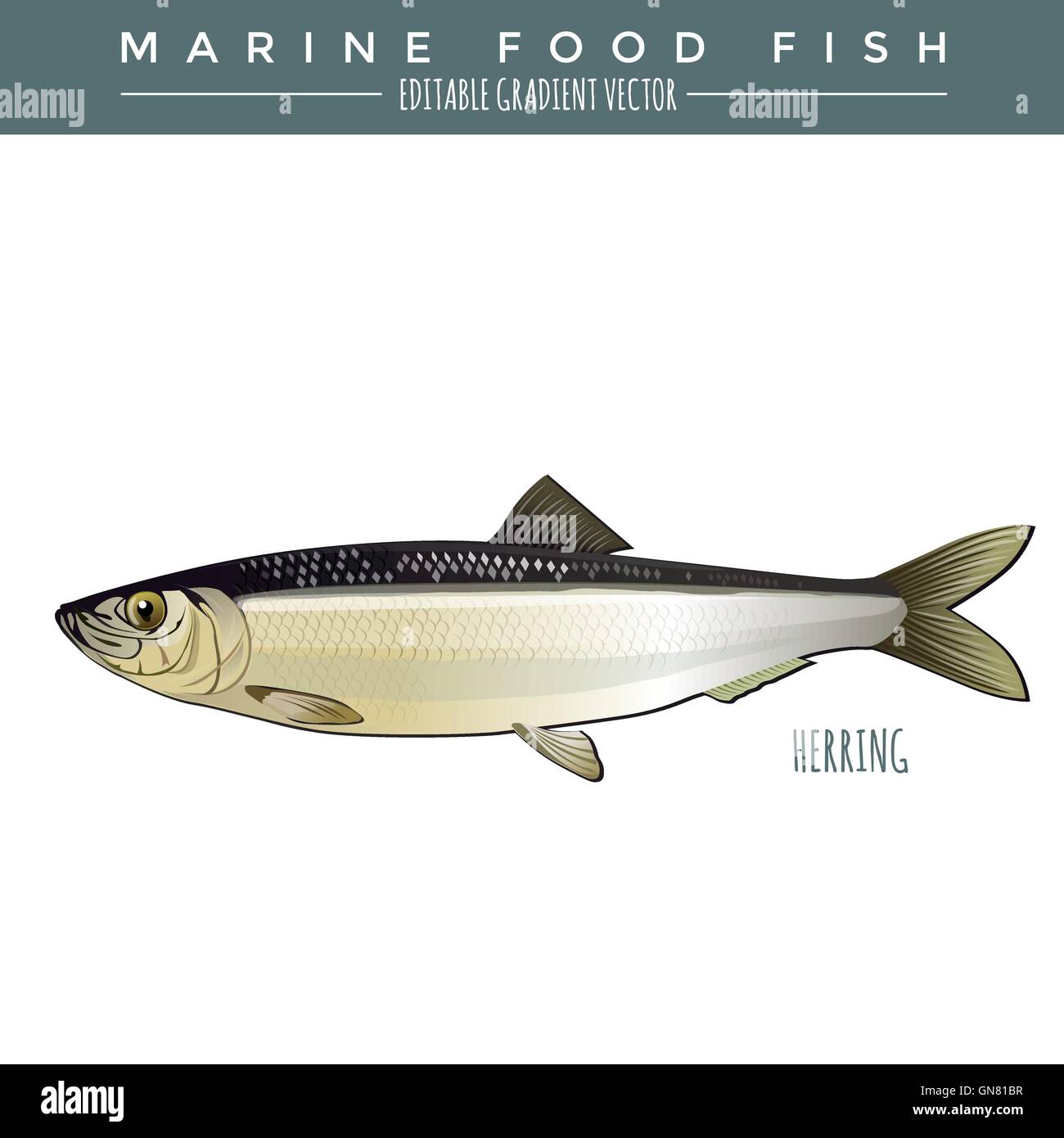 Herring fish drawing hires stock photography and images Alamy