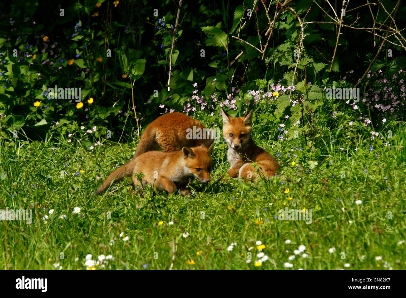 Three gorgeous cute fox cubs playing in a wild flower meadow, lovely wildlife in our British countryside Stock Photo