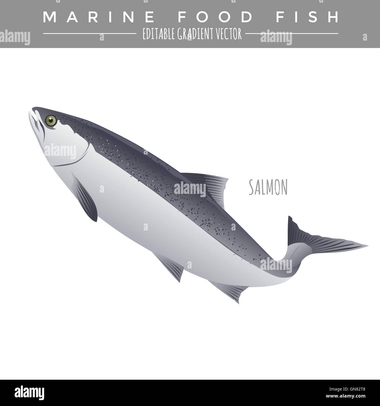Salmon. Marine Food Fish Stock Vector