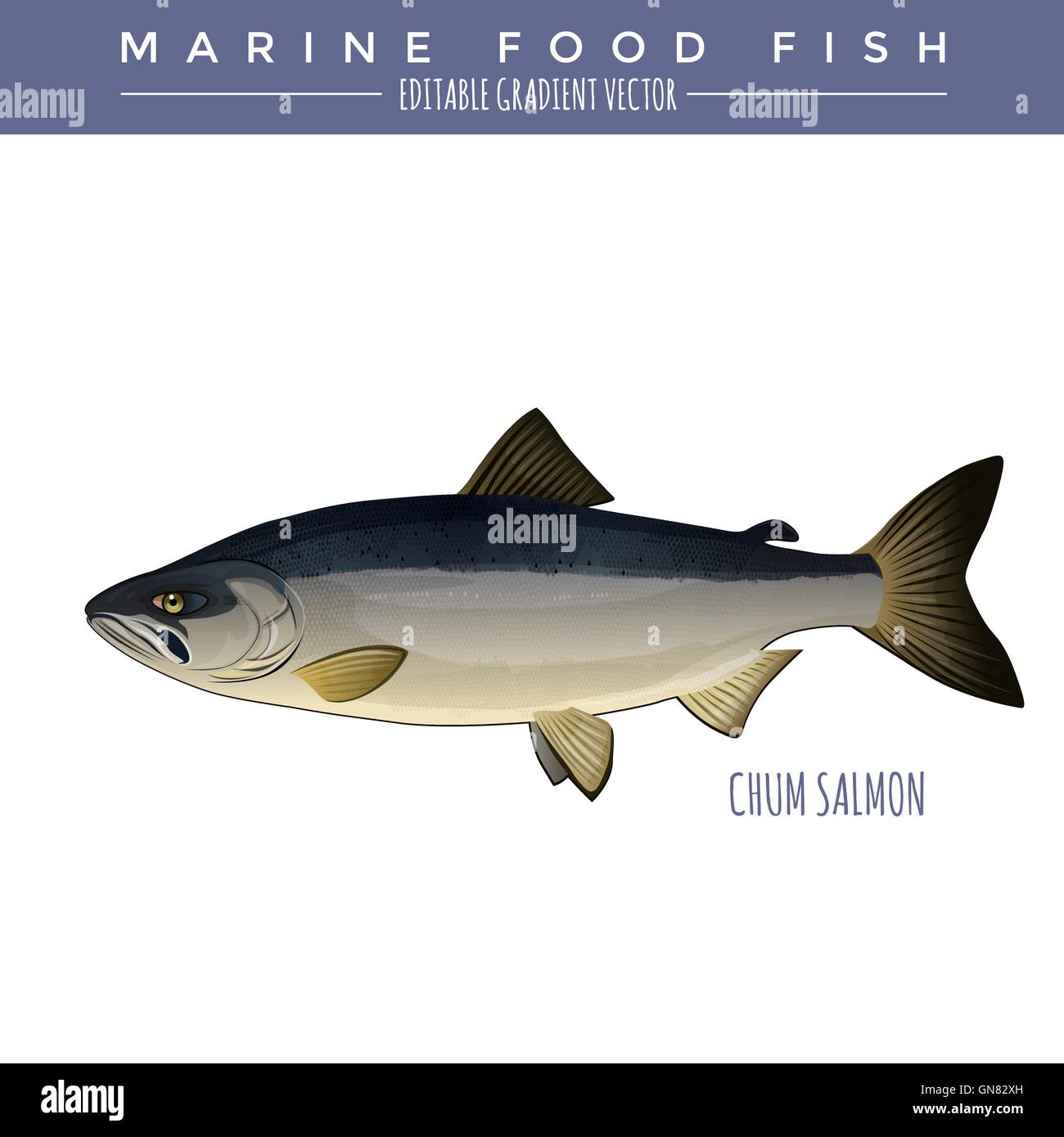 Chum Salmon. Marine Food Fish Stock Vector