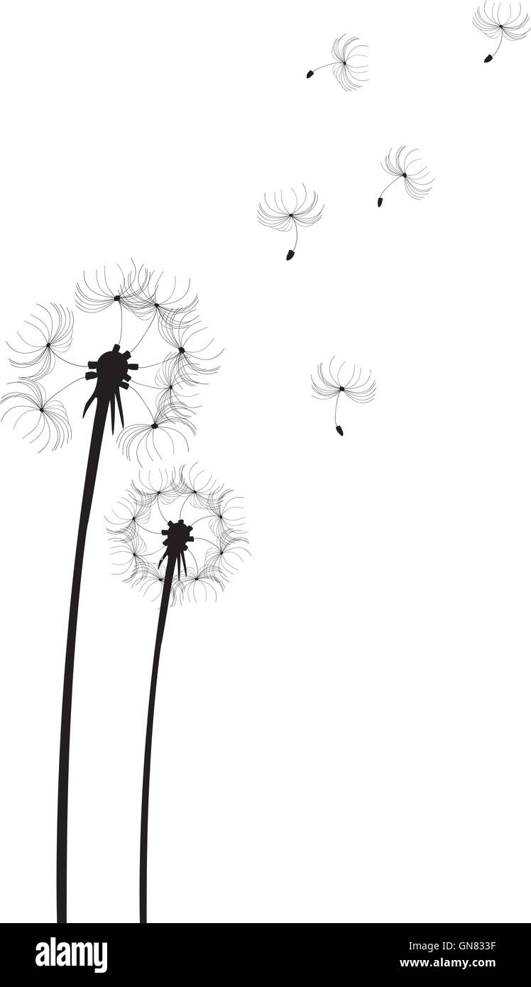 Blowing dandelion silhouette Black and White Stock Photos & Images - Alamy
