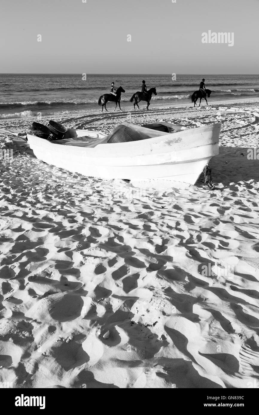 Beauty of arabic horse Black and White Stock Photos & Images - Alamy