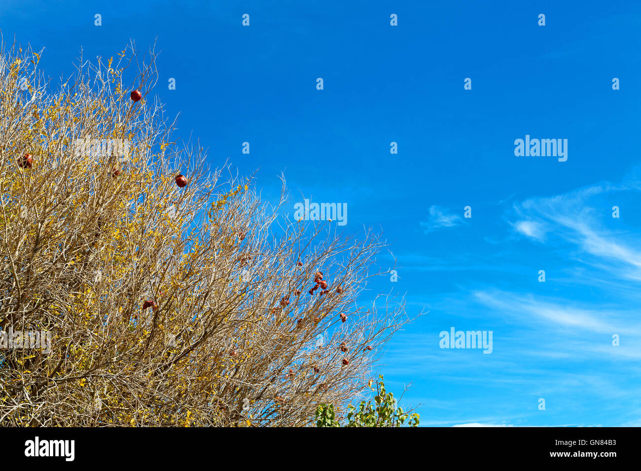 branches of willow weeping in the sky background Stock Photo - Alamy