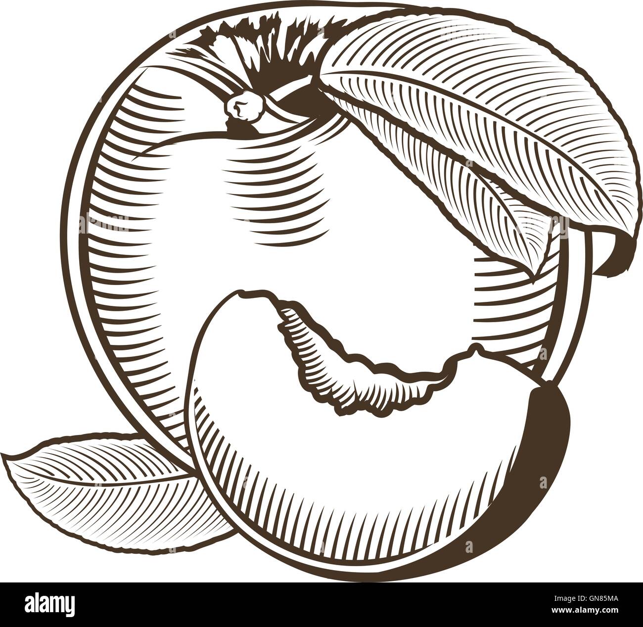 Peach in vintage style. Line art vector illustration Stock Vector Image